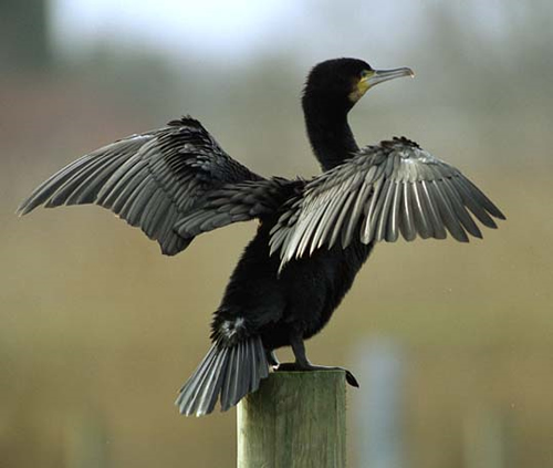 okoljevarstvo-kormoran
