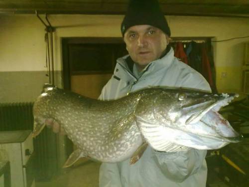 Željko Dražetič, ščuka, 31.1.2013, 97 cm, 9 kg